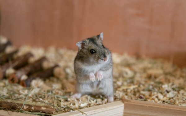 Aktivisering av hamster: en enkel guide til et rikere liv i buret