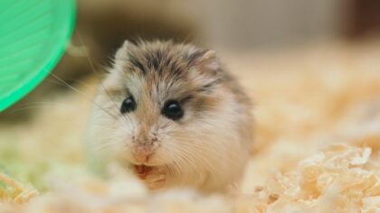 Aktivisering av hamster: enkle hverdagsgrep for et tryggere og gladere kjæledyr