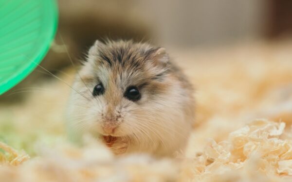 Aktivisering av hamster: enkle hverdagsgrep for et tryggere og gladere kjæledyr
