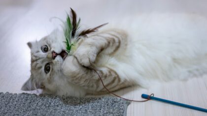 Aktivitet for innekatt og huskatt: slik gir du katten et rikere liv utenfor matskålen