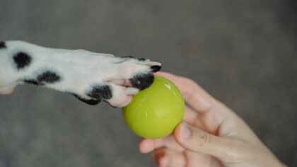 Daglig potepleie for hund og katt: slik beskytter du poter gjennom hele året