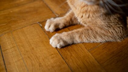 Daglig potevask for hund og katt: slik beskytter du poter uten stress