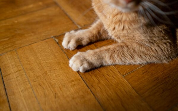 Daglig potevask for hund og katt: slik beskytter du poter uten stress