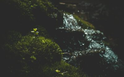 Dyreliv langs bekken: en enkel guide til å utforske vannkanten med respekt