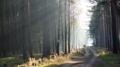 Dyrelyder i skogen: slik lærer du å kjenne igjen hvem som lager lyden