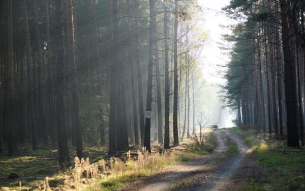 Dyrelyder i skogen: slik lærer du å kjenne igjen hvem som lager lyden