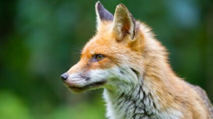 Dyrenes superkrefter: slik bruker ville dyr sansene sine i norsk natur