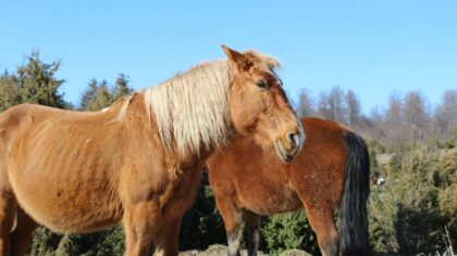 Eldre hest i god form: slik tilpasser du stell, fôring og trening