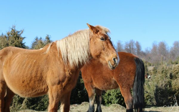 Eldre hest i god form: slik tilpasser du stell, fôring og trening