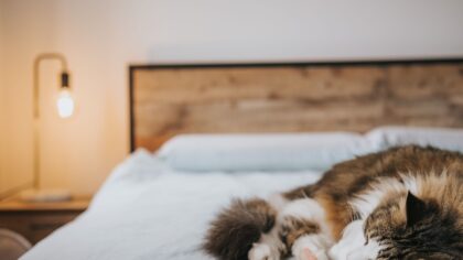 Eldre katt i hus: slik gjør du hverdagen mildere, tryggere og mer forutsigbar