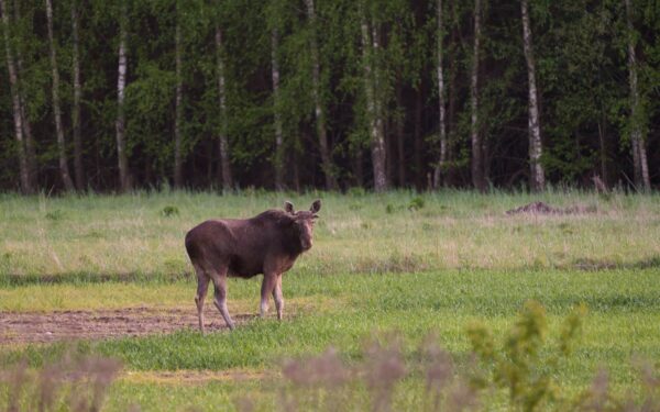Elg i nærområdet: slik forstår du dem og ferdes sikkert i naturen