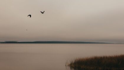 Flaggermus i nærmiljøet: slik forstår du dem uten å være redd