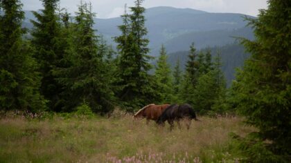 Flått og hest: hvordan beskytte hesten mot bitt, kløe og smitte