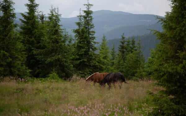 Flått og hest: hvordan beskytte hesten mot bitt, kløe og smitte