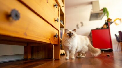 Fôring av katt i praksis: slik gir du katten din et trygt og godt kosthold