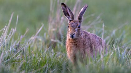 Hare i nærnaturen: slik legger du merke til den uten å komme for tett på