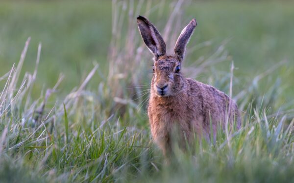 Hare i nærnaturen: slik legger du merke til den uten å komme for tett på