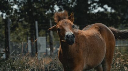 Hest og mosjon uten ridebane: ideer som gir mer bevegelse i løpet av dagen