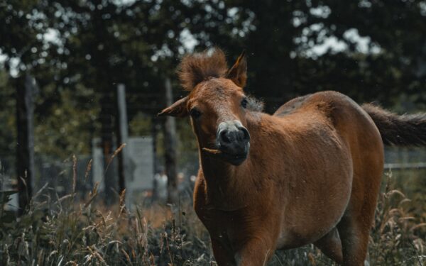 Hest og mosjon uten ridebane: ideer som gir mer bevegelse i løpet av dagen