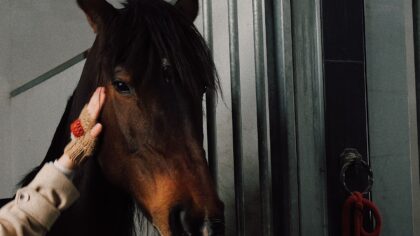 Hest og tillit: slik skaper du et rolig og samarbeidende forhold fra bakken