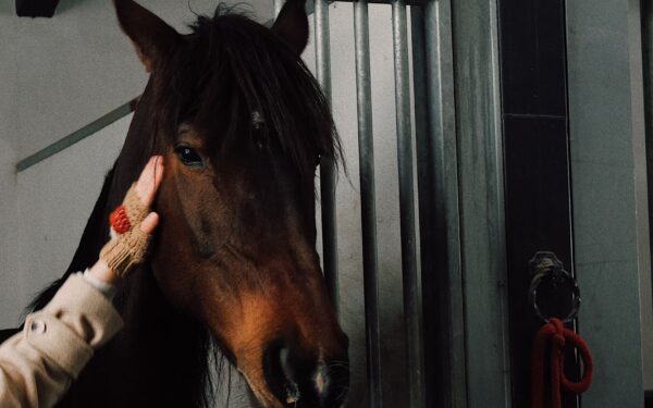 Hest og tillit: slik skaper du et rolig og samarbeidende forhold fra bakken