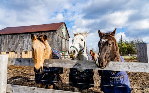 Hest og vær: Slik tilpasser du hverdagen i stallen til regn, vind, kulde og varme
