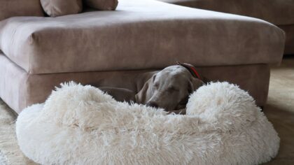 Hund hjemme alene: enkle grep som gir mer ro for både deg og ham