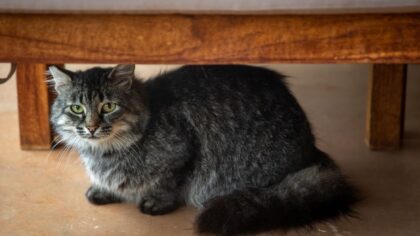 Hvorfor katten din gjemmer seg, og hvordan du hjelper den å føle seg trygg