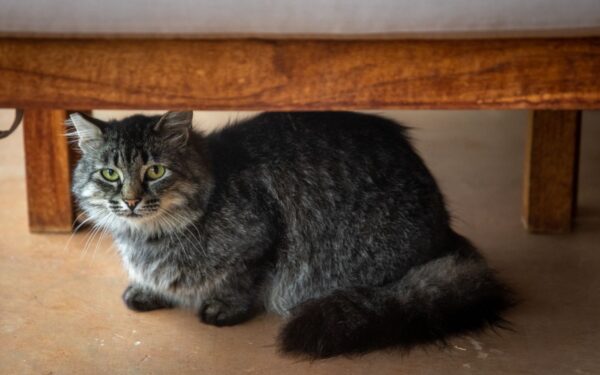 Hvorfor katten din gjemmer seg, og hvordan du hjelper den å føle seg trygg
