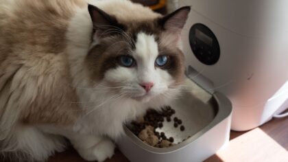 Innekatt og mental stimulering: en enkel guide til en mer aktiv hverdag
