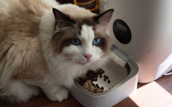 Innekatt og mental stimulering: en enkel guide til en mer aktiv hverdag