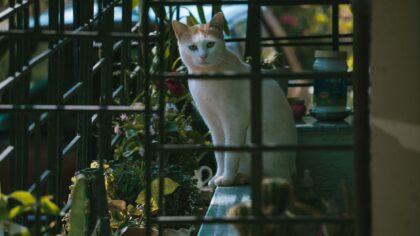 Katt og balkong: slik gjør du uterommet sikrere og mer spennende
