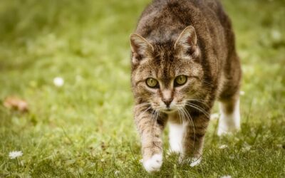 Katt og flått: praktiske råd for en roligere flåttsesong