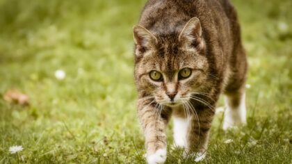 Katt og flått: praktiske råd for en roligere flåttsesong