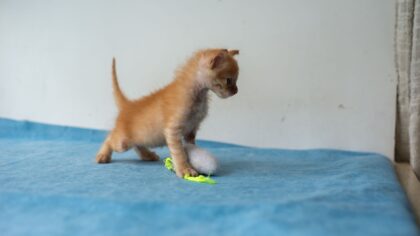 Katt og lekebiting: slik håndterer du tenner på fingre uten å kvele leken