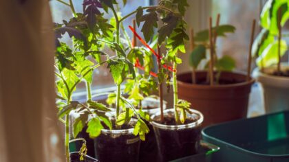 Katt og planter i samme bolig: sikre valg og smarte løsninger