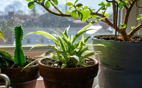 Katt og planter i samme hjem: en enkel guide til giftfrie valg og gode rutiner