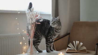 Kattens kroppsspråk i hverdagen: forstå signalene som betyr mest