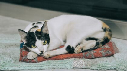 Kattens kroppsspråk: slik forstår du ører, hale og små signaler i hverdagen