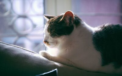 Kattens søvn i hverdagen: slik skaper du ro, rutiner og gode hvileplasser