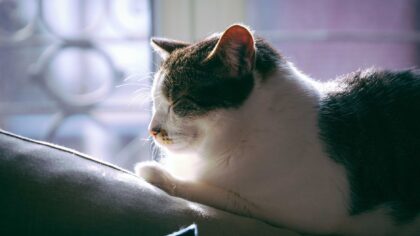Kattens søvn i hverdagen: slik skaper du ro, rutiner og gode hvileplasser
