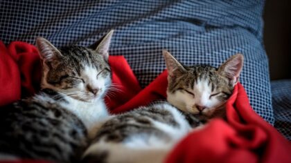Kattungehelse fra uke til uke: enkel guide til en trygg start