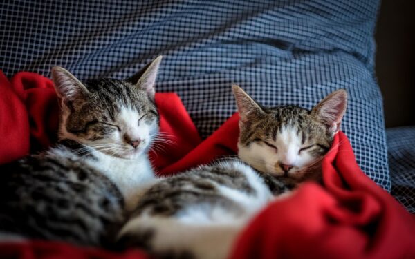 Kattungehelse fra uke til uke: enkel guide til en trygg start