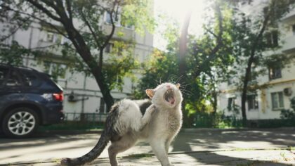 Kløe hos hund og katt: vanlige årsaker, enkle tiltak og når du bør kontakte veterinær