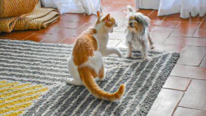 Kløe hos hund og katt: vanlige årsaker og når du bør kontakte veterinær