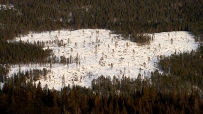 Lær å lese dyrespor: en enkel guide til turer i norsk natur