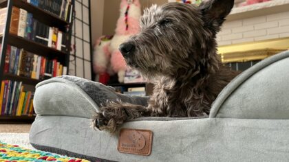 Mentalt slitne hunder: slik gir du hunden pauser i en travel hverdag