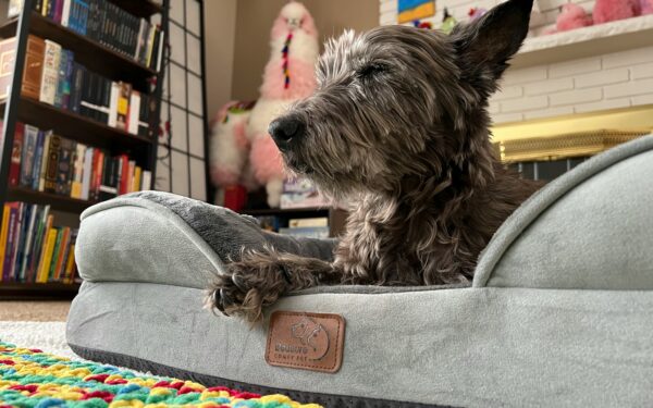 Mentalt slitne hunder: slik gir du hunden pauser i en travel hverdag