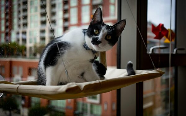 Miljøberikelse for katt: enkle hverdagsgrep som gjør hjemmet mer spennende