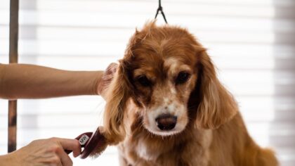 Pelspleie for hund og katt: slik holder du hud og pels sunn gjennom året